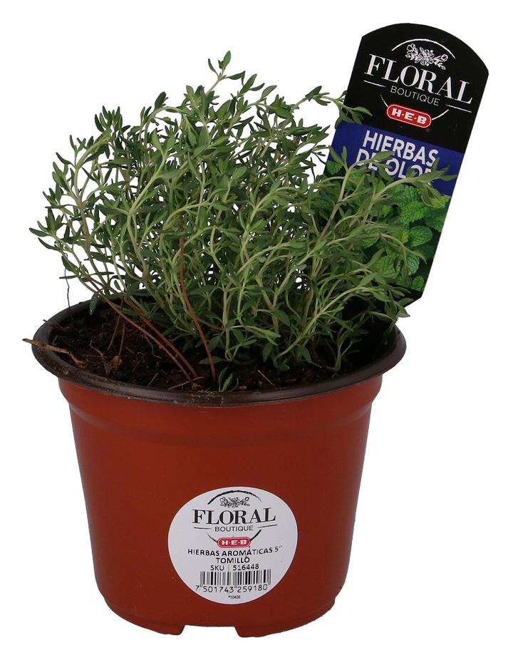Hierbas Aromaticas 5 1 Pz