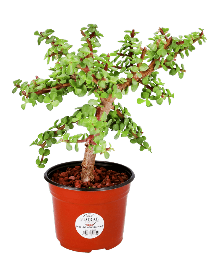 Árbol De La Abundancia 1 Pz