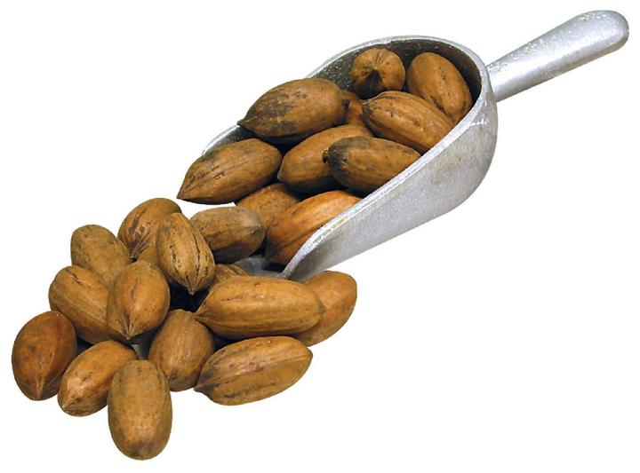 Nuez Pecanera Mt 1 Pz