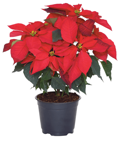 Nochebuena Natural 55c 1 Pz