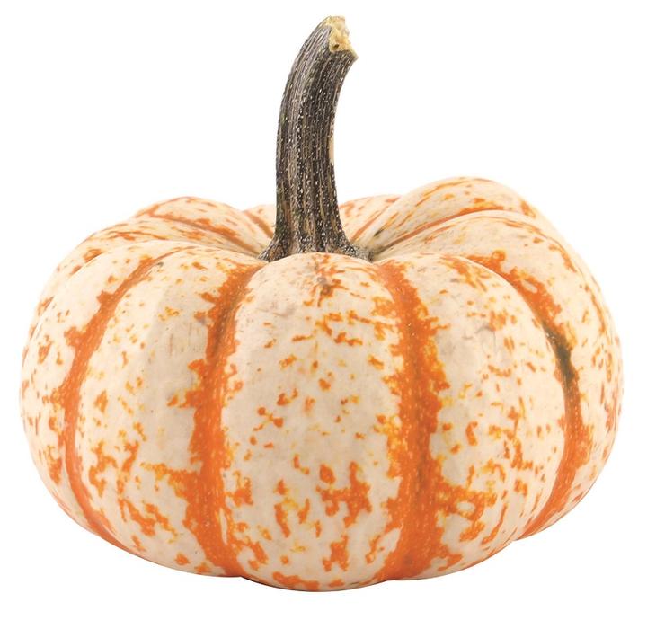 Calabaza Fantasía