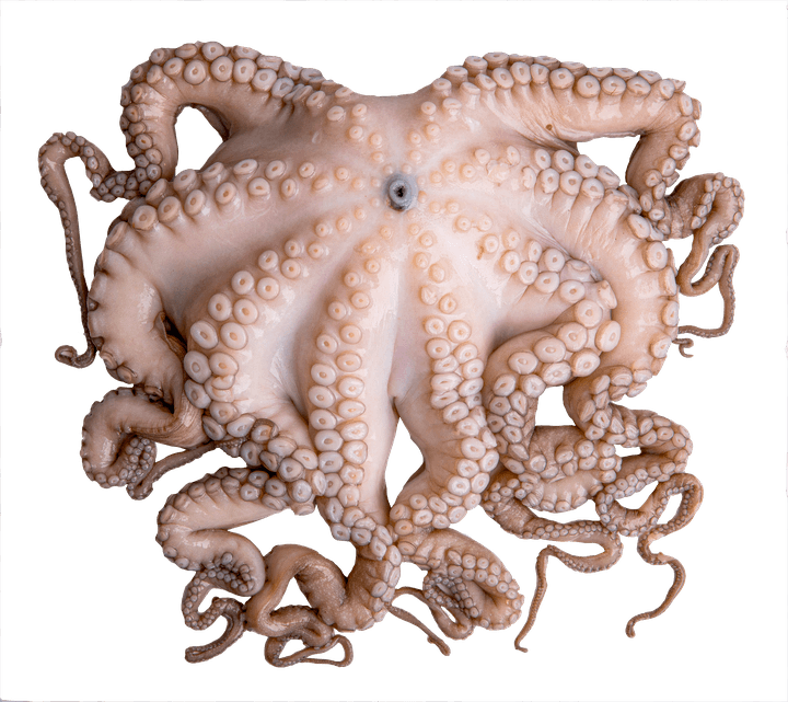 Pulpo En Flor Mediano Prev. Congelado 1 Kg