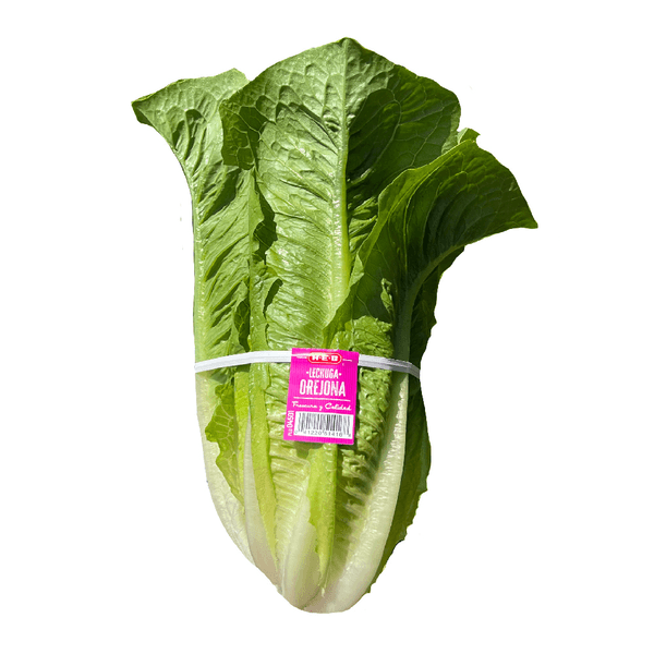 Lechuga Orejona