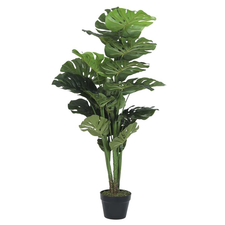 Monstera Con Maceta 120 Cm 1 Pz