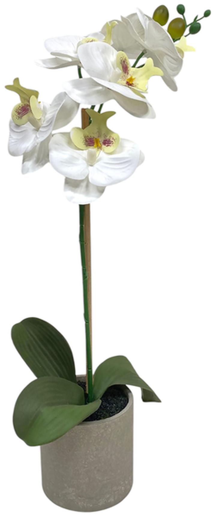 Planta Artificial Haven & Key Orquídea Blanca 50 Cm