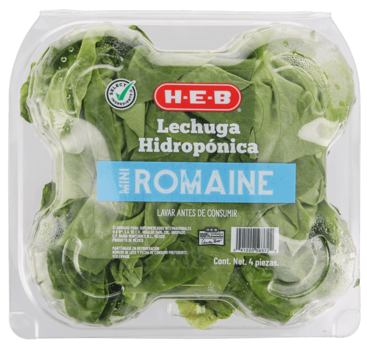 Lechuga Mini Romaine Hidropónica 1 Cmt