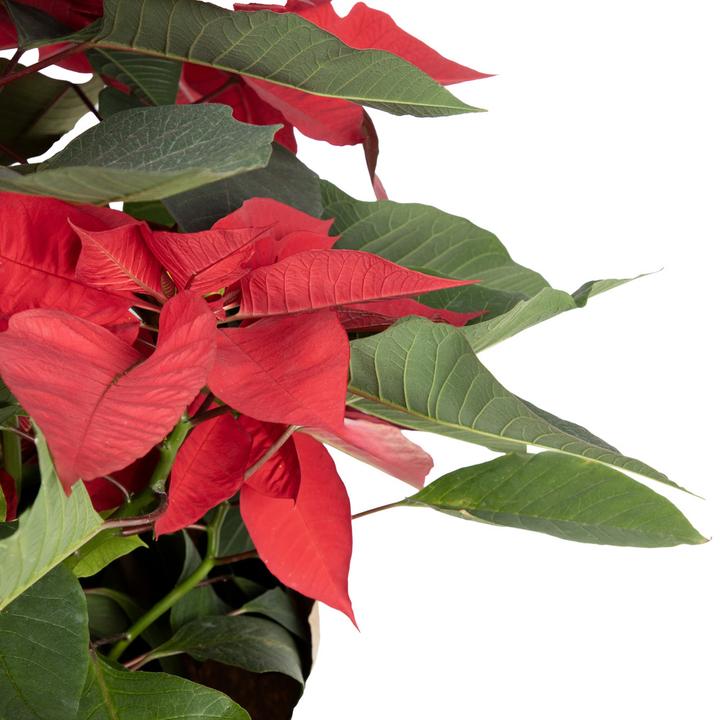 Nochebuena Natural M10 1 Cmt